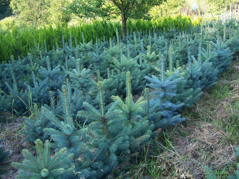 Pinus, pepiniera plante ornamentale de cea mai buna calitate pentru o gradina mai frumoasa